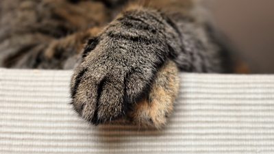 En katt lägger tassarna i kors.